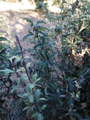 Berberis chilensis
