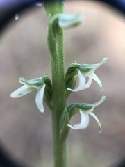 Platanthera yadonii