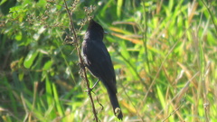 Knipolegus lophotes