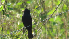 Knipolegus lophotes