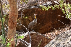 Pternistis leucoscepus