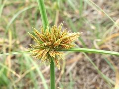 Cyperus brevis