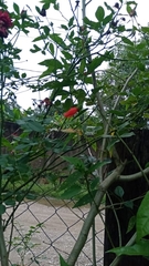 Malvaviscus arboreus