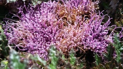 Platycarpha glomerata