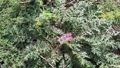 Platycarpha glomerata