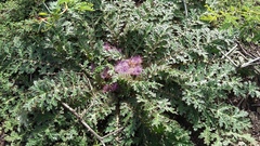 Platycarpha glomerata