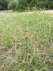 Cyperus brevis