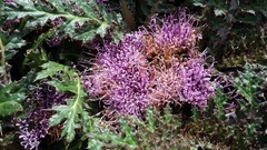 Platycarpha glomerata