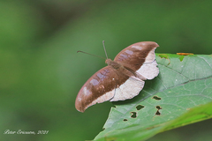 Tanaecia cocytus