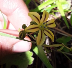 Triteleia ixioides