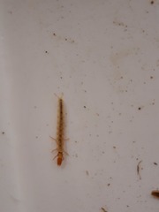 Hydrobiosella mixta
