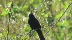 Knipolegus lophotes