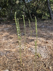Platanthera yadonii