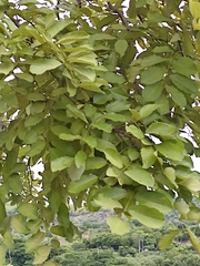 Lonchocarpus