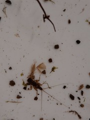 Ameletopsis perscitus