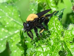Laphria macquarti