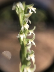Platanthera yadonii