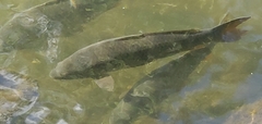 Cyprinus carpio