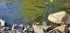 Cyprinus carpio