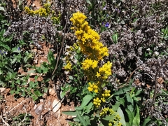 Solidago hintoniorum