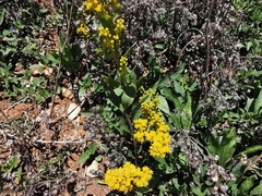 Solidago hintoniorum