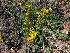 Solidago hintoniorum