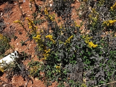 Solidago hintoniorum