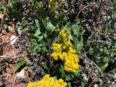 Solidago hintoniorum