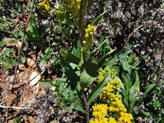 Solidago hintoniorum