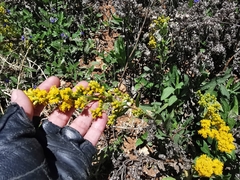 Solidago hintoniorum