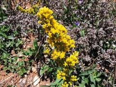 Solidago hintoniorum