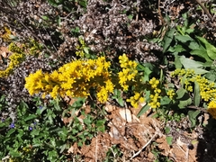 Solidago hintoniorum