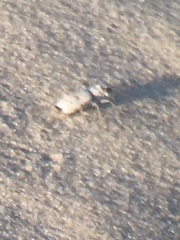 Ellipsoptera lepida