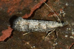 Dichomeris inversella