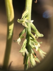 Platanthera yadonii