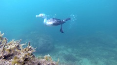 Phalacrocorax varius hypoleucos
