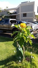 Deplanchea tetraphylla