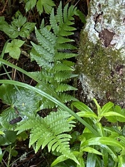 Dryopteris clintoniana