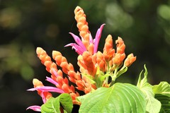 Aphelandra sinclairiana