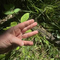 Sphenopholis intermedia