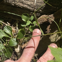 Sphenopholis intermedia