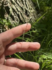 Sphenopholis intermedia