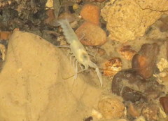 Cambarus hamulatus