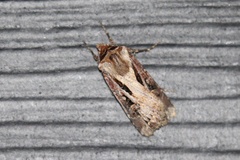Agrotis vancouverensis