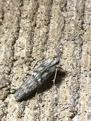 Cactobrosis fernaldialis