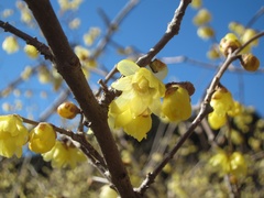 Chimonanthus praecox