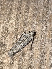 Cactobrosis fernaldialis