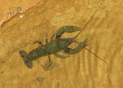 Cambarus tenebrosus