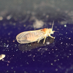 Cacopsylla annulata