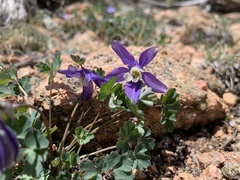 Aquilegia saximontana
